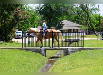 American Quarter Horse, Castrone, 15 Anni, Palomino