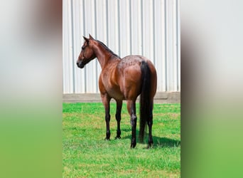American Quarter Horse, Castrone, 15 Anni