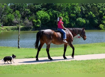 American Quarter Horse, Castrone, 15 Anni