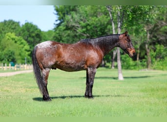 American Quarter Horse, Castrone, 15 Anni