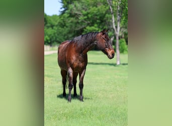 American Quarter Horse, Castrone, 15 Anni
