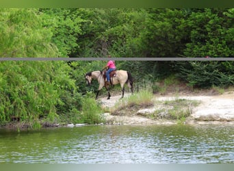 American Quarter Horse, Castrone, 15 Anni, Pelle di daino