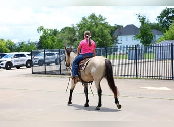 American Quarter Horse, Castrone, 15 Anni, Pelle di daino
