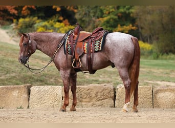 American Quarter Horse, Castrone, 15 Anni, Roano rosso