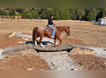 American Quarter Horse, Castrone, 15 Anni, Roano rosso