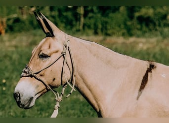 American Quarter Horse, Castrone, 16 Anni, 132 cm, Palomino