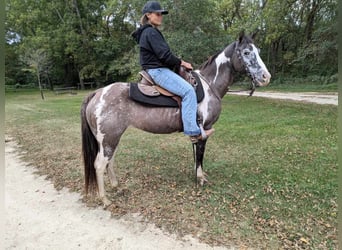 American Quarter Horse, Castrone, 16 Anni, 142 cm, Grullo