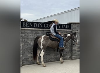 American Quarter Horse, Castrone, 16 Anni, 142 cm, Grullo