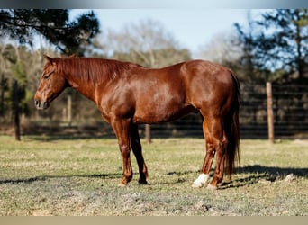 American Quarter Horse, Castrone, 16 Anni, 142 cm, Sauro ciliegia