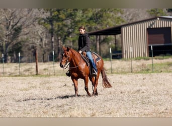 American Quarter Horse, Castrone, 16 Anni, 142 cm, Sauro ciliegia