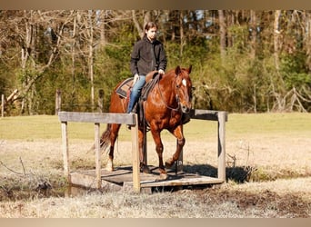 American Quarter Horse, Castrone, 16 Anni, 142 cm, Sauro ciliegia
