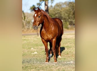 American Quarter Horse, Castrone, 16 Anni, 142 cm, Sauro ciliegia