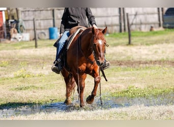 American Quarter Horse, Castrone, 16 Anni, 142 cm, Sauro ciliegia