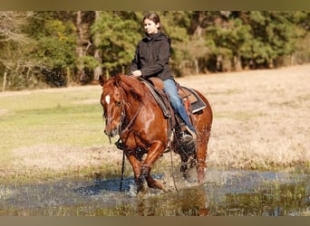 American Quarter Horse, Castrone, 16 Anni, 142 cm, Sauro ciliegia