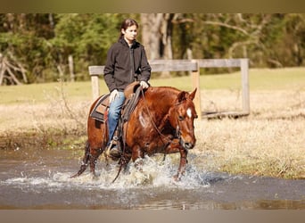 American Quarter Horse, Castrone, 16 Anni, 142 cm, Sauro ciliegia