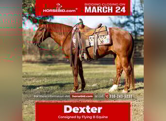 American Quarter Horse, Castrone, 16 Anni, 142 cm, Sauro ciliegia