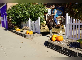 American Quarter Horse, Castrone, 16 Anni, 142 cm, Tobiano-tutti i colori