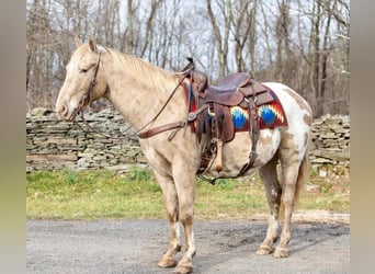 American Quarter Horse, Castrone, 16 Anni, 145 cm, Champagne