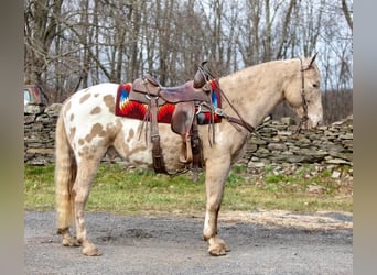 American Quarter Horse, Castrone, 16 Anni, 145 cm, Champagne