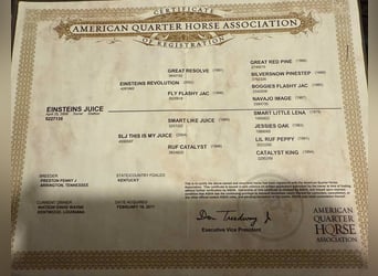 American Quarter Horse, Castrone, 16 Anni, 147 cm, Sauro ciliegia