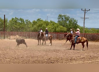 American Quarter Horse, Castrone, 16 Anni, 147 cm, Sauro ciliegia