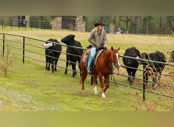 American Quarter Horse, Castrone, 16 Anni, 147 cm, Sauro ciliegia