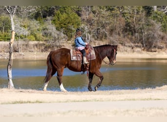 American Quarter Horse, Castrone, 16 Anni, 150 cm, Baio ciliegia