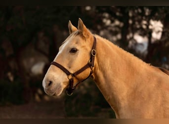 American Quarter Horse, Castrone, 16 Anni, 150 cm, Champagne