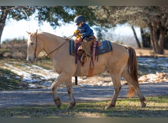 American Quarter Horse, Castrone, 16 Anni, 150 cm, Champagne