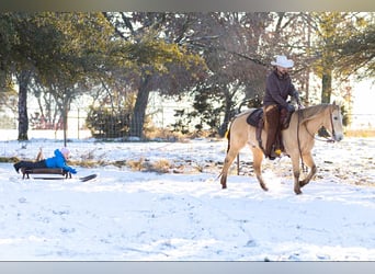 American Quarter Horse, Castrone, 16 Anni, 150 cm, Champagne