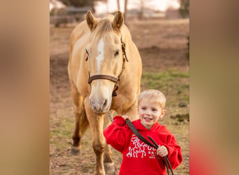 American Quarter Horse, Castrone, 16 Anni, 150 cm, Champagne