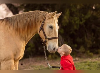 American Quarter Horse, Castrone, 16 Anni, 150 cm, Champagne