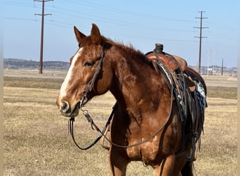 American Quarter Horse, Castrone, 16 Anni, 150 cm, Sauro ciliegia