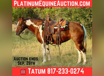 American Quarter Horse, Castrone, 16 Anni, 150 cm, Sauro scuro