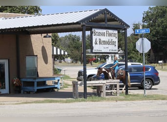 American Quarter Horse, Castrone, 16 Anni, 150 cm, Sauro scuro