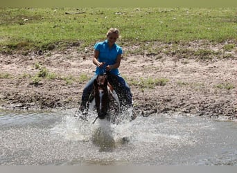 American Quarter Horse, Castrone, 16 Anni, 150 cm, Sauro scuro