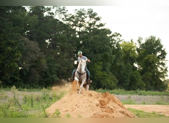American Quarter Horse, Castrone, 16 Anni, 152 cm, Bianco