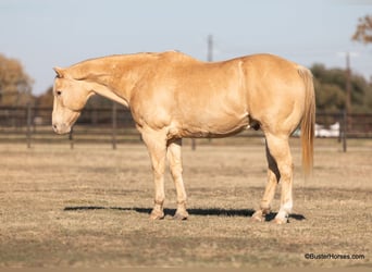 American Quarter Horse, Castrone, 16 Anni, 152 cm, Champagne