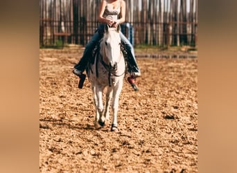 American Quarter Horse, Castrone, 16 Anni, 152 cm, Grigio trotinato