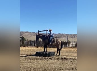 American Quarter Horse, Castrone, 16 Anni, 152 cm, Grullo