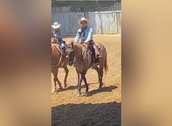 American Quarter Horse, Castrone, 16 Anni, 152 cm, Grullo