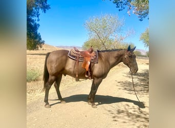 American Quarter Horse, Castrone, 16 Anni, 152 cm, Grullo