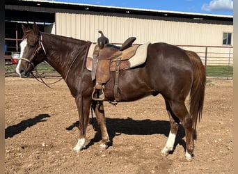 American Quarter Horse, Castrone, 16 Anni, 152 cm, Sauro scuro