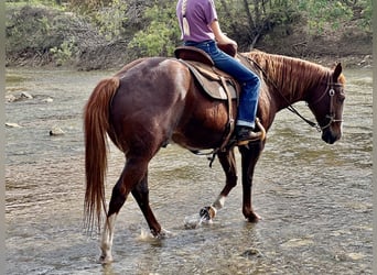 American Quarter Horse, Castrone, 16 Anni, 152 cm, Sauro scuro
