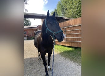American Quarter Horse Mix, Castrone, 16 Anni, 153 cm, Morello