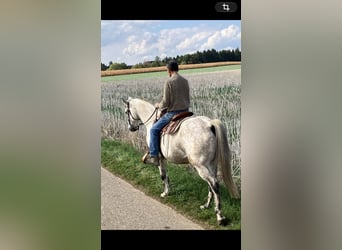 American Quarter Horse, Castrone, 16 Anni, 155 cm, Falbo baio