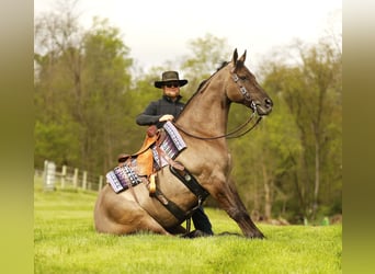 American Quarter Horse, Castrone, 16 Anni, 155 cm, Grullo