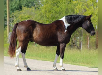 American Quarter Horse, Castrone, 16 Anni, 155 cm, Tobiano-tutti i colori