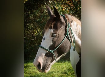 American Quarter Horse, Castrone, 16 Anni, 155 cm, Tobiano-tutti i colori