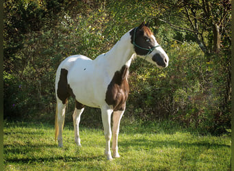 American Quarter Horse, Castrone, 16 Anni, 155 cm, Tobiano-tutti i colori